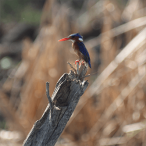 Wildlife and other photographs by Gavin Cologne-Brookes. Includes Crane Academy, Kenya