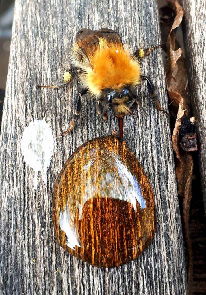 Bee, Wiltshire Bee, Wiltshire - Wildlife Photographs by Gavin Cologne-Brookes