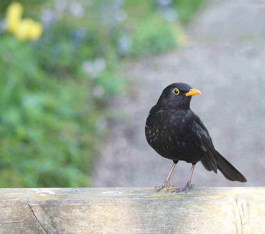 Blackbird, Wiltshire Blackbird, Wiltshire - Wildlife Photographs by Gavin Cologne-Brookes