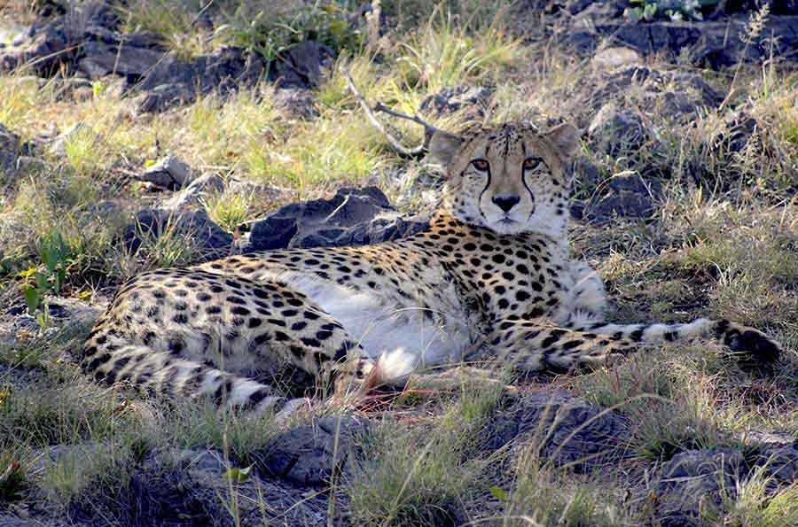 Cheetah, South Africa Cheetah, South Africa - Wildlife Photographs by Gavin Cologne-Brookes
