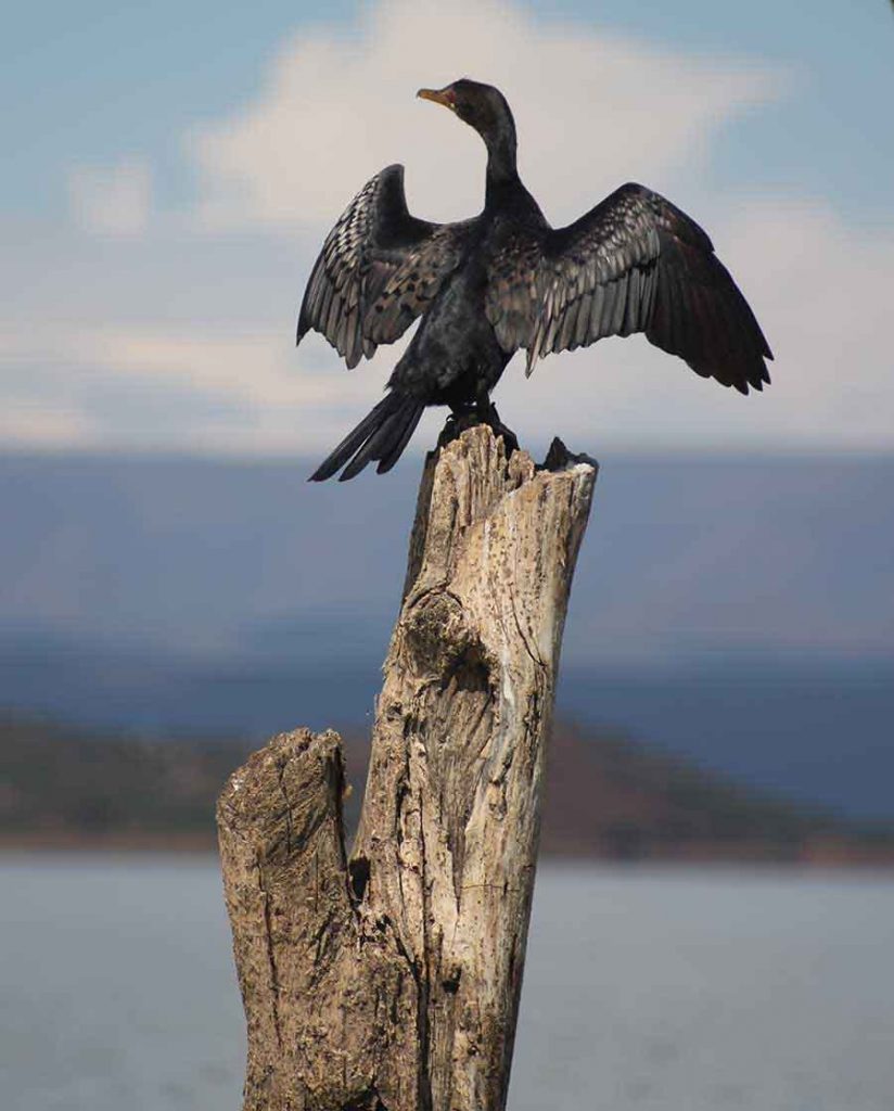 Cormorant, Lake Baringo Cormorant, Lake Baringo - Wildlife Photographs by Gavin Cologne-Brookes
