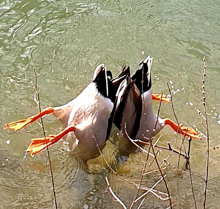 Duckends Duckends - Photograph by Gavin Cologne-Brookes