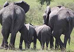 Elephant Family, Masai Maara Elephant Family, Masai Maara - Photographs by Gavin Cologne-Brookes