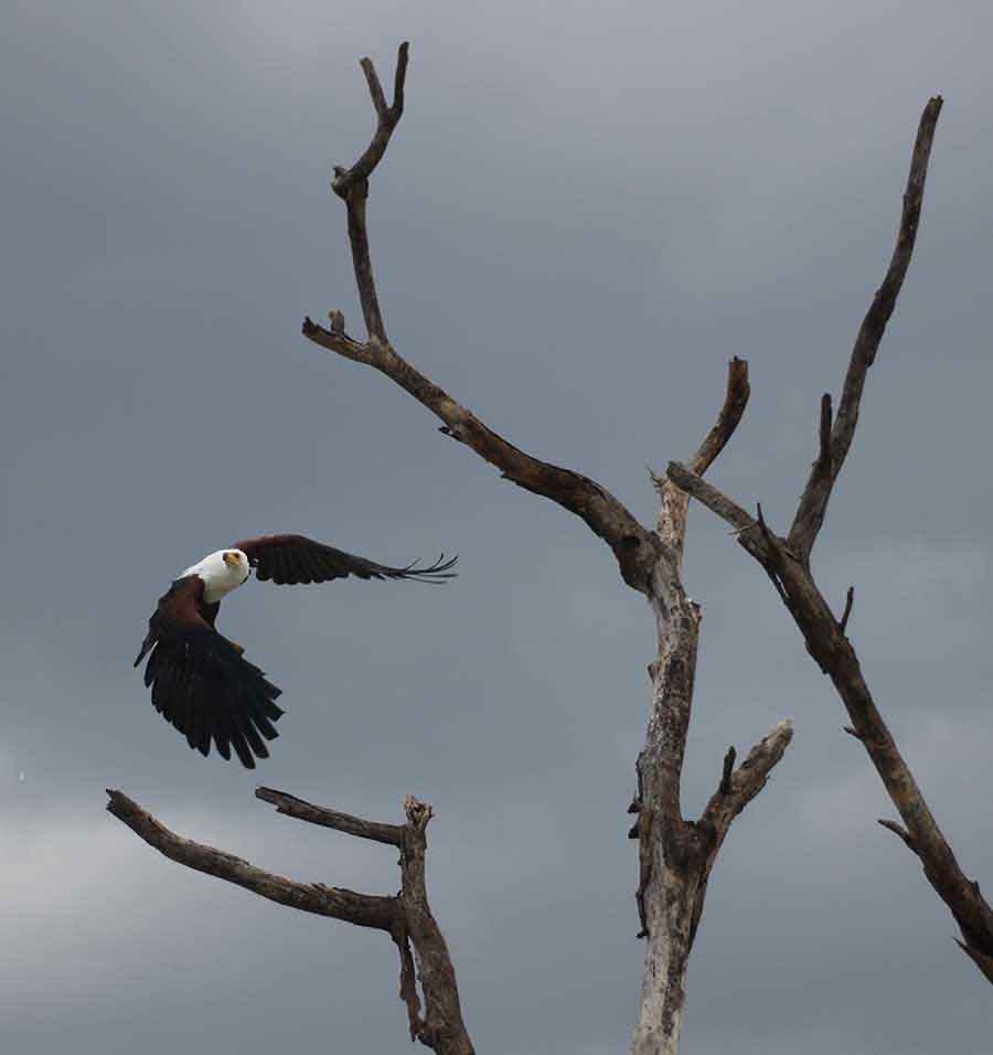 Fish Eagle, Lake Baringo Fish Eagle, Lake Baringo - Wildlife Photographs by Gavin Cologne-Brookes