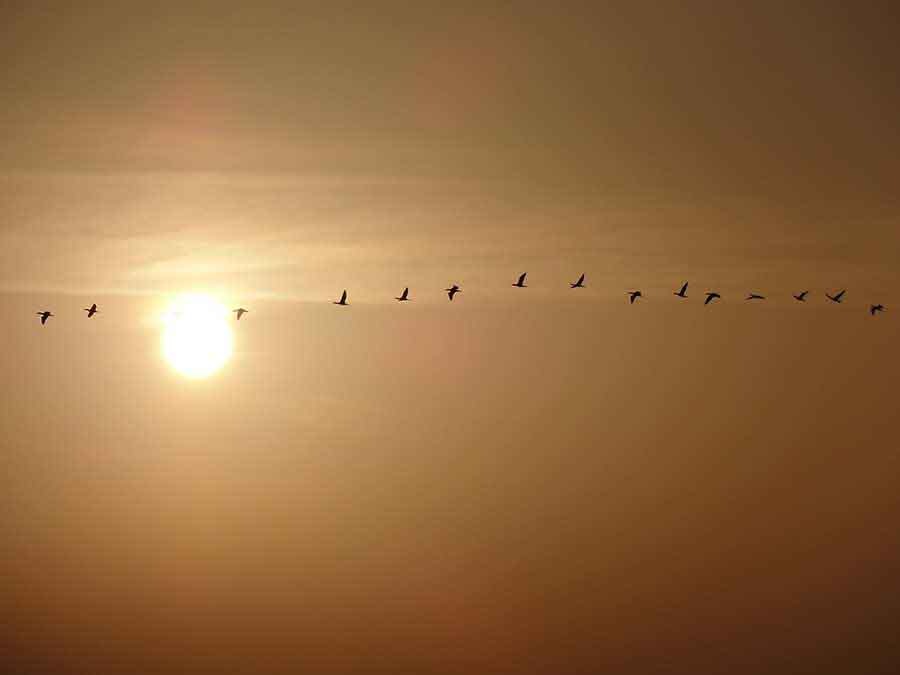 Geese, Istanbul Geese, Istanbul - Wildlife Photographs by Gavin Cologne-Brookes