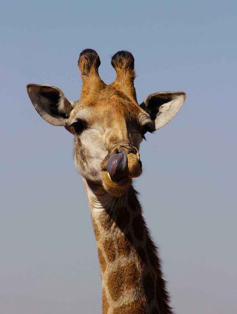 Giraffe, South Africa Giraffe, South Africa - Wildlife Photographs by Gavin Cologne-Brookes