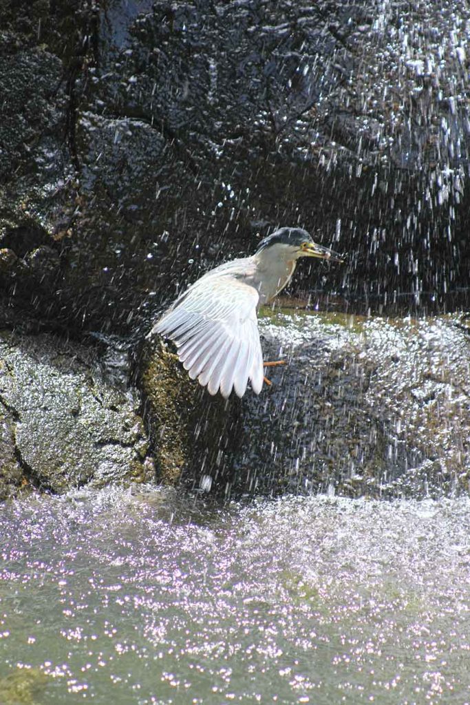 Striated Heron, Jardim Botanico, Rio Striated Heron, Jardim Botanico, Rio - Wildlife Photographs by Gavin Cologne-Brookes