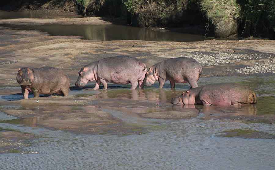 Hippos, Masai Maara Hippos, Masai Maara - Wildlife Photographs by Gavin Cologne-Brookes