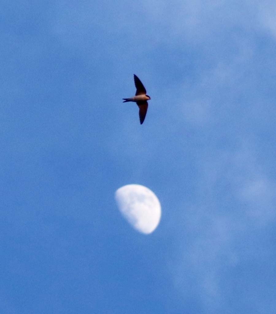 House Martin over the Moon House Martin over the Moon - Wildlife Photographs by Gavin Cologne-Brookes
