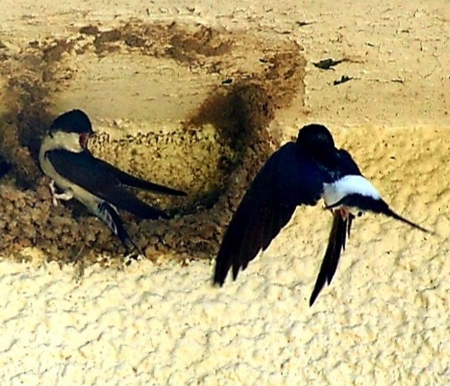 House Martins, Wiltshire House Martins, Wiltshire - Wildlife Photographs by Gavin Cologne-Brookes