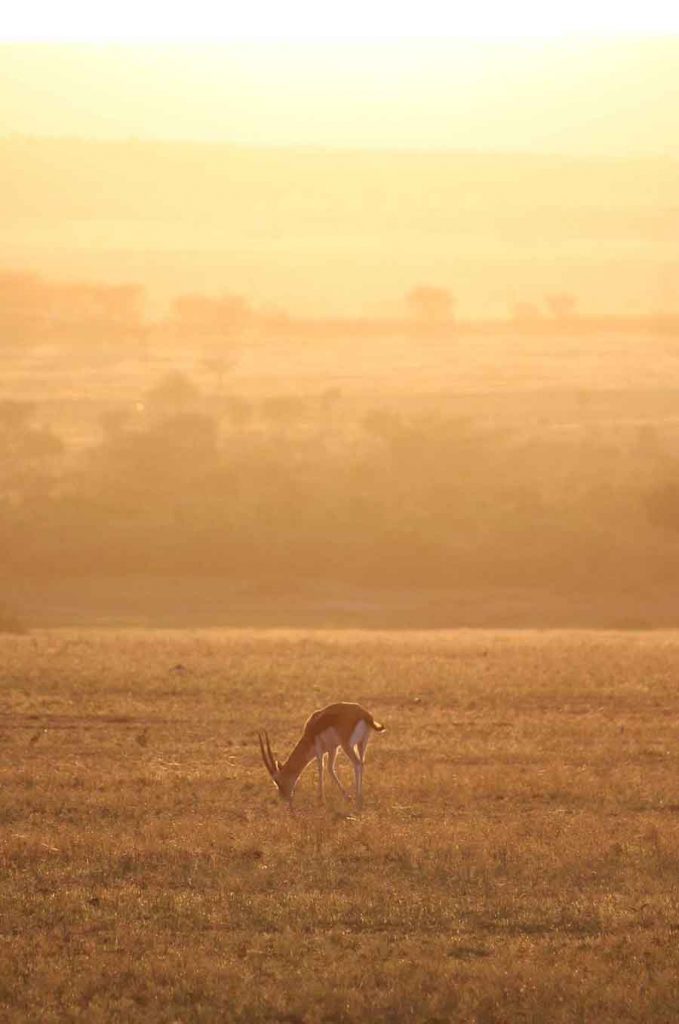 Impala, Masai Maara Impala, Masai Maara - Wildlife Photographs by Gavin Cologne-Brookes