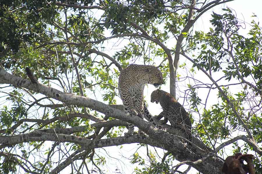 Leopard and Cub, Masai Maara Leopard and Cub, Masai Maara - Wildlife Photographs by Gavin Cologne-Brookes