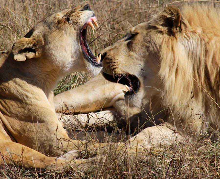 Lions, South Africa Lions, South Africa - Wildlife Photographs by Gavin Cologne-Brookes