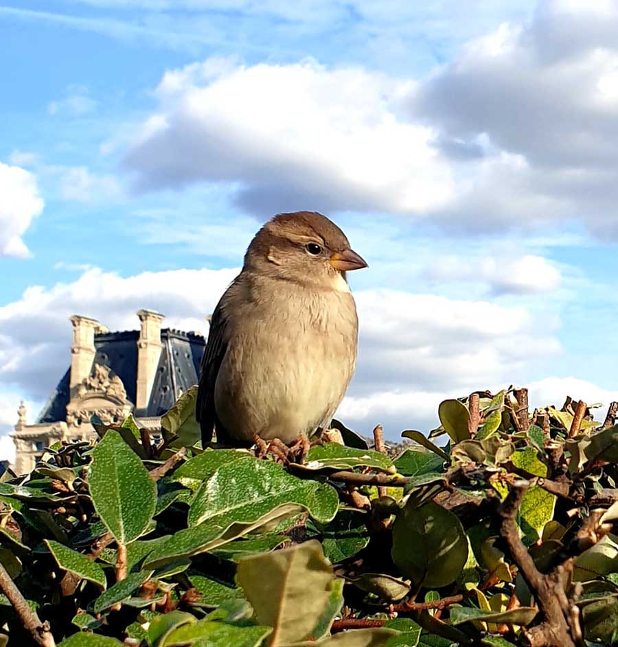 Louvre and Sparrow Louvre and Sparrow - Photograph by Gavin Cologne-Brookes