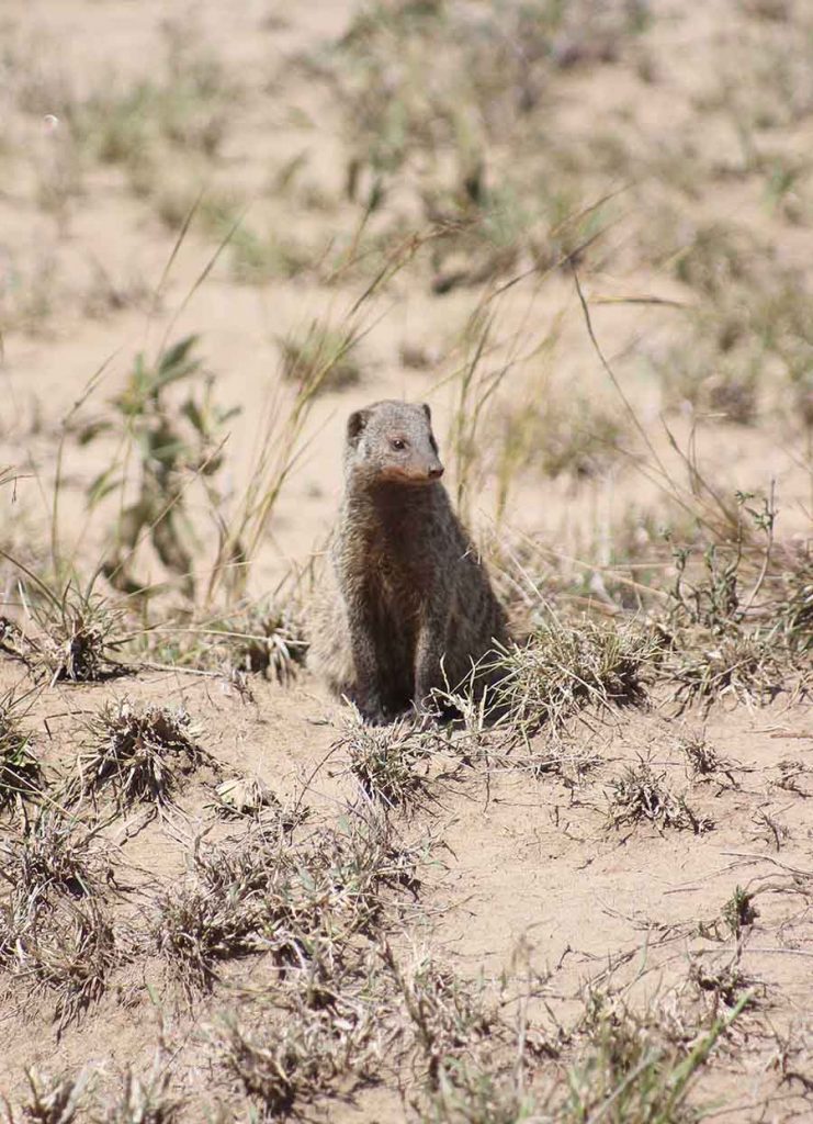Meerkat, Masai Maara Meerkat, Masai Maara - Wildlife Photographs by Gavin Cologne-Brookes