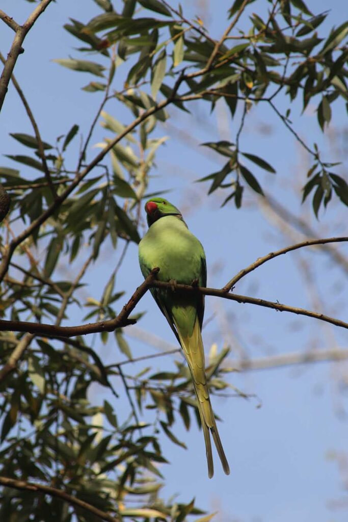 Parakeet, Île de la Jatte Parakeet, Île de la Jatte - Photograph by Gavin Cologne-Brookes
