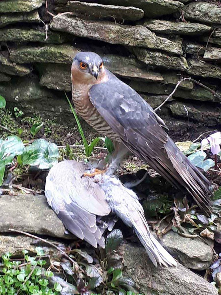 Sparrowhawk, Wiltshire Sparrowhawk, Wiltshire - Wildlife Photographs by Gavin Cologne-Brookes