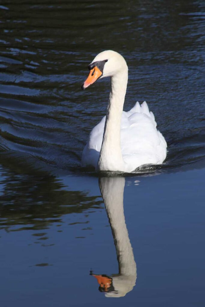 Swan, Bois de Boulogne Swan, Bois de Boulogne - Photograph by Gavin Cologne-Brookes