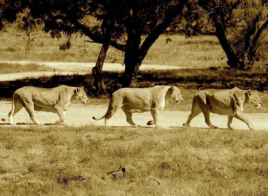 Three Lions, South Africa Three Lions, South Africa - Wildlife Photographs by Gavin Cologne-Brookes